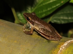 Chalcorana chalconota