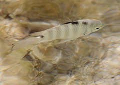 Abudefduf septemfasciatus