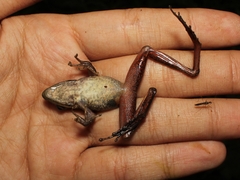 Chalcorana chalconota