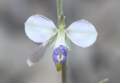 Hebecarpa barbeyana