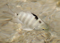 Abudefduf septemfasciatus