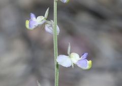 Hebecarpa barbeyana