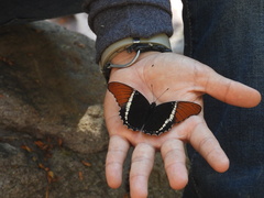 Siproeta epaphus epaphus