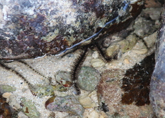 Ophiocoma scolopendrina