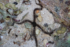 Ophiocoma scolopendrina