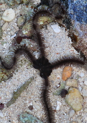 Ophiocoma scolopendrina