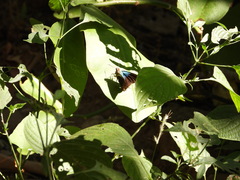 Astraptes fulgerator azul
