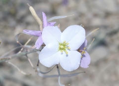 Nerisyrenia camporum