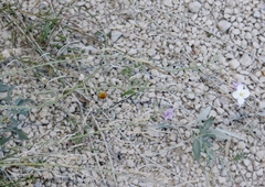 Nerisyrenia camporum