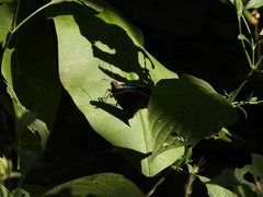 Astraptes fulgerator azul
