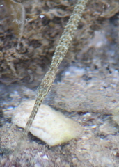 Fistularia commersonii