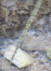 Fistularia commersonii