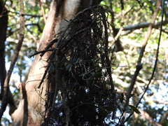 Campylocentrum micranthum