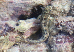 Alticus arnoldorum