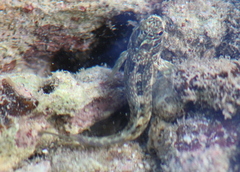Alticus arnoldorum