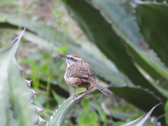 Campylorhynchus gularis