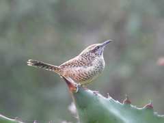 Campylorhynchus gularis