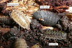 Oniscidea