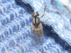 Simulium mediovittatum