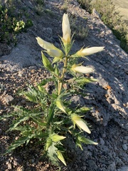 Mentzelia decapetala