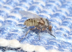 Simulium mediovittatum