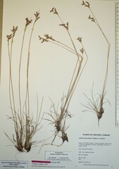 Juncus secundus
