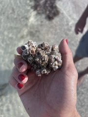 Amphibalanus amphitrite