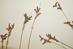 Juncus secundus