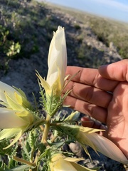 Mentzelia decapetala