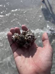 Amphibalanus amphitrite