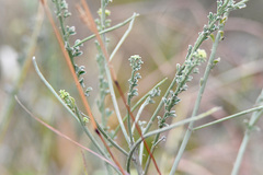 Indigofera glaucescens