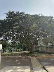 Enterolobium cyclocarpum