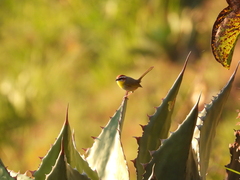 Basileuterus rufifrons