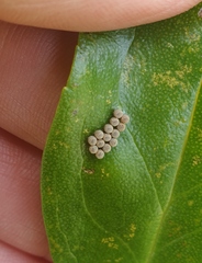 Glaucias amyoti