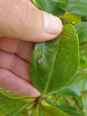 Glaucias amyoti