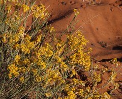 Lasiosiphon polycephalus