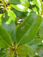 Glaucias amyoti