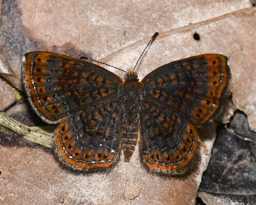 Calephelis inca