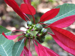 Euphorbia pulcherrima
