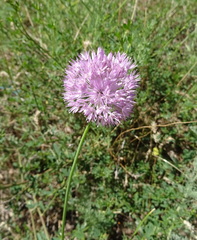 Allium pallasii