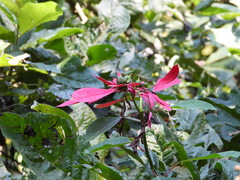 Euphorbia pulcherrima