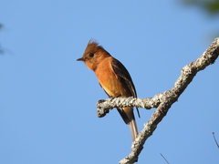 Mitrephanes phaeocercus