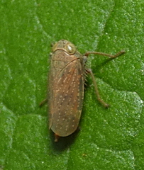 Coelidiinae