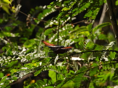 Siproeta epaphus epaphus