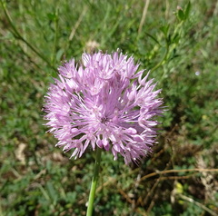 Allium pallasii