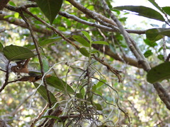 Campylocentrum micranthum