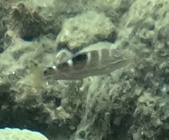 Halichoeres radiatus