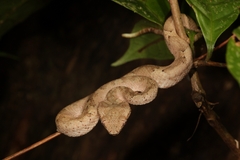 Craspedocephalus malabaricus