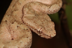 Craspedocephalus malabaricus