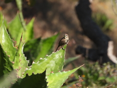 Campylorhynchus gularis